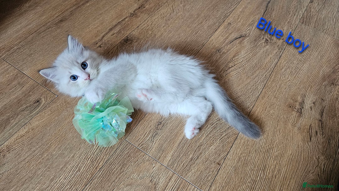 Ragdoll cats for sale: 2 Boys left Gccf £950 Ragdolls  - Image 9