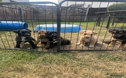 Mixed Breed dogs for sale: Lakeland x Jack Russel - Image 1