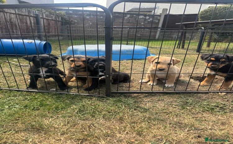 Mixed Breed dogs - Advert 1