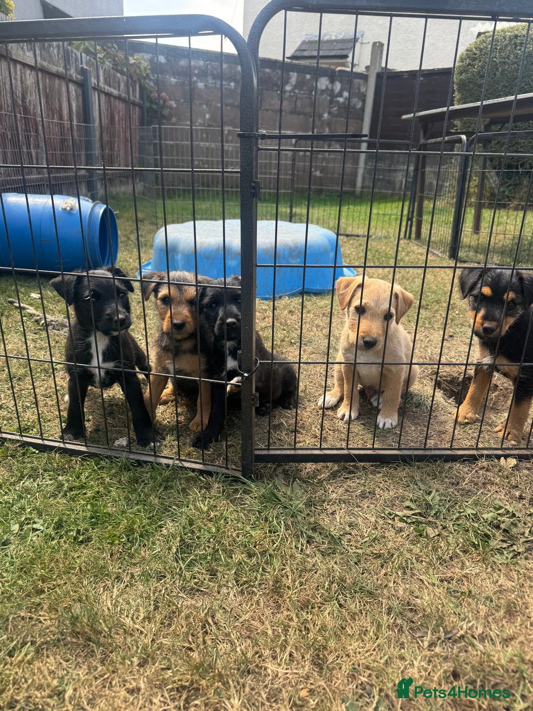 Mixed Breed dogs for sale: Lakeland x Jack Russel - Image 1
