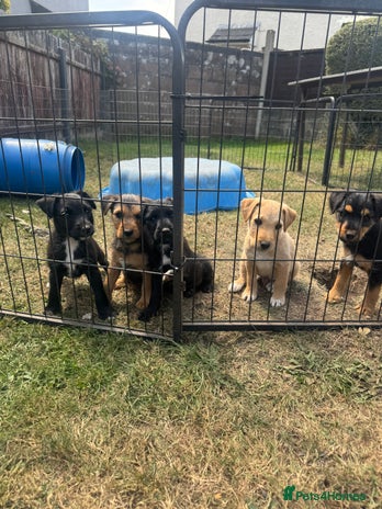 Mixed Breed dogs - Advert 6