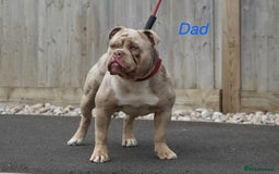 Olde English Bulldogge dogs for sale: Olde English Bulldogge puppies - Image 14