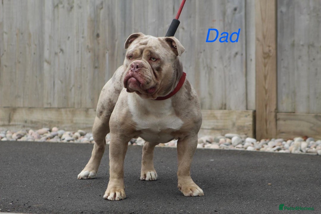 Olde English Bulldogge dogs for sale: Olde English Bulldogge puppies - Image 14