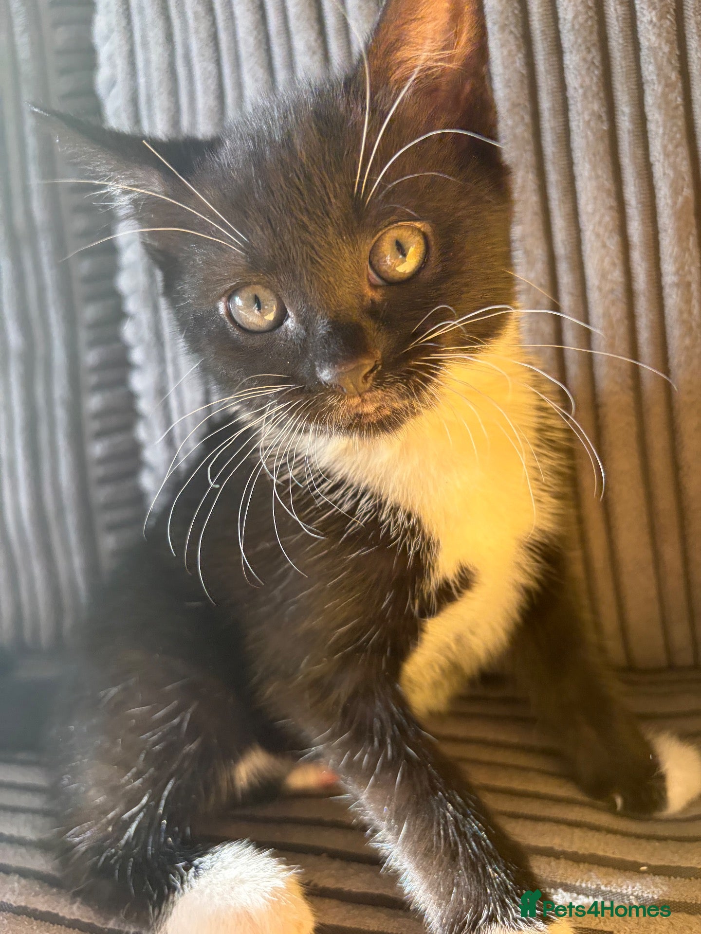 Mixed Breed cats for sale: Adorable kittens  - Advert 18