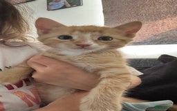 Mixed Breed cats for sale: Ginger kitten male  - Image 4