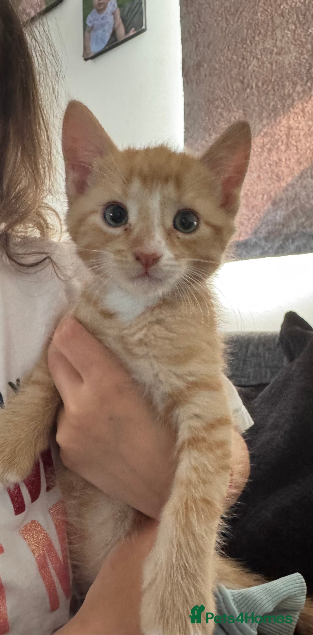 Mixed Breed cats for sale: Ginger kitten male  - Image 4