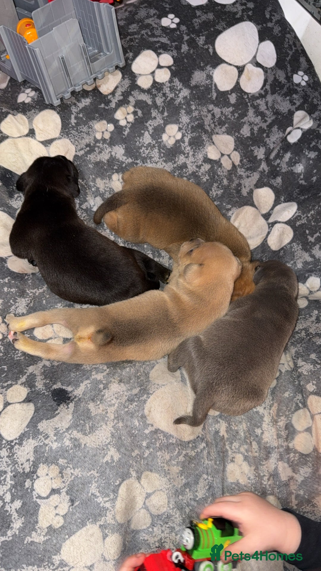 Staffordshire Bull Terrier dogs for sale: Staffordshire Bull Terrier Puppies – Rare colours - Image 13