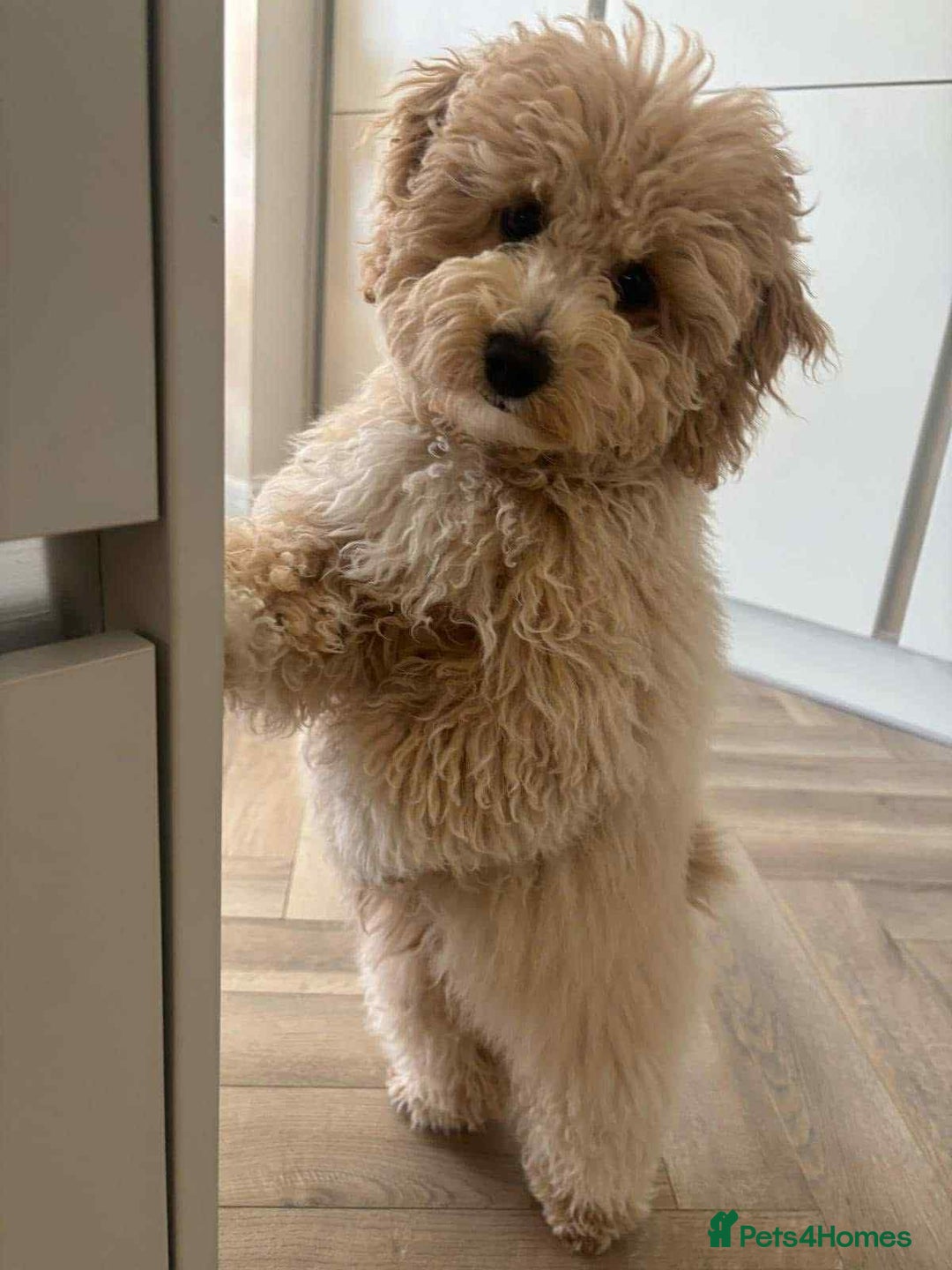 Toy Poodle dogs for stud: Toy Poodle KC - Stud and  fully health tested  - Advert 32