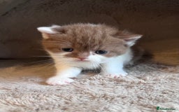 British Shorthair cats for sale: Champion lines bi colour cinnamon kittens  - Image 13