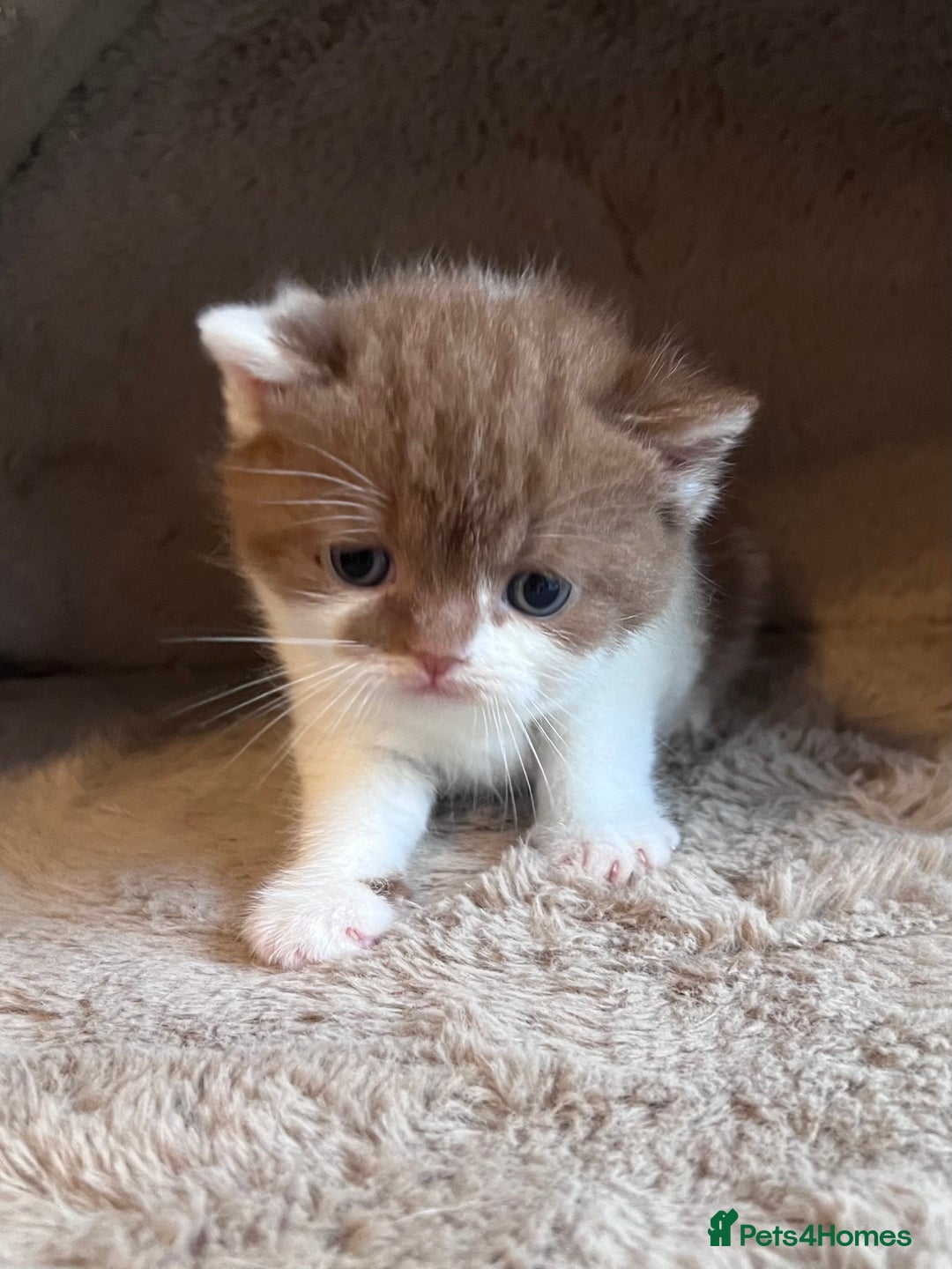 British Shorthair cats for sale: Champion lines bi colour cinnamon kittens  - Image 13