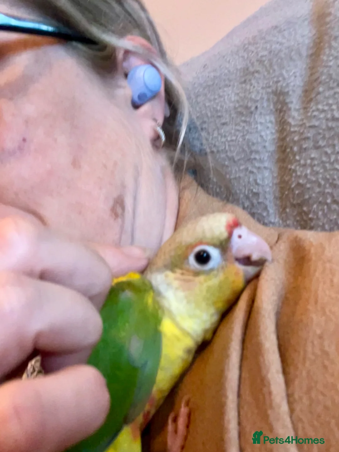 Conures birds for sale: Hand-Tame Baby Pineapple Conure – Ready in 7 Weeks - Advert 4