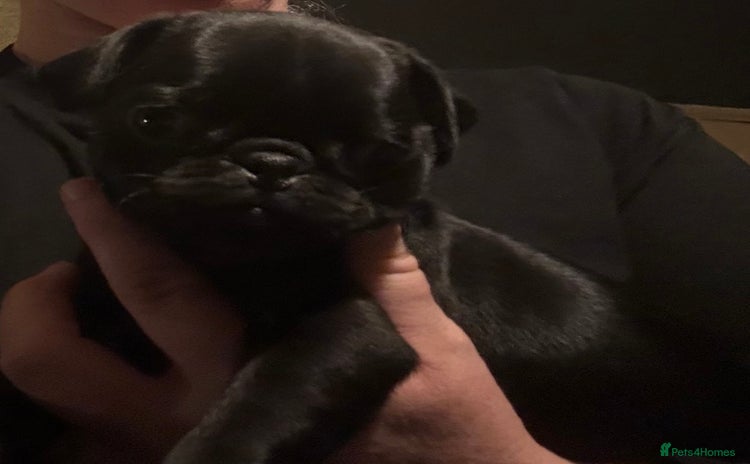 Pug dogs Beautiful Pug Pups/Male & Female available. - Advert 4