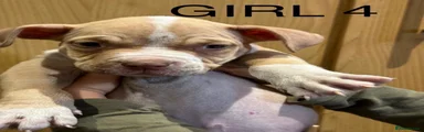 American Bully 8