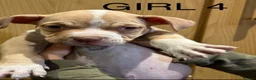 American Bully dogs for sale: American  bully puppies - Advert 3