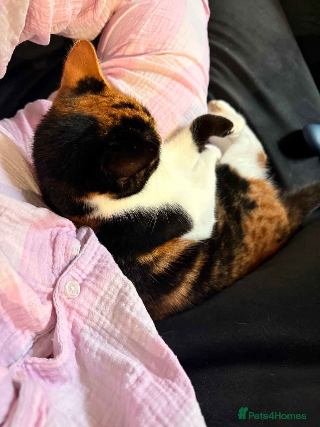 British Shorthair cats for sale: Edith - Advert 2