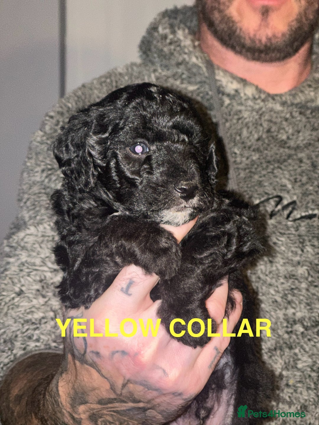 Bordoodle dogs for sale: F1B Bordoodle Puppies - Image 7