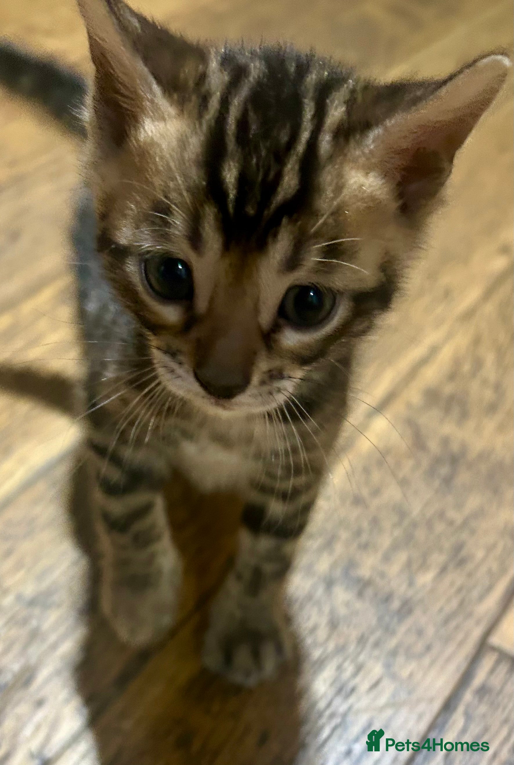 Bengal cats Last Stunning Bengal kitten ready for reservation  - Advert 1