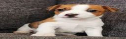 Jack Russell dogs for sale: Superb Veterinary Docked working Jack Russells - Advert 7