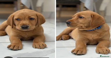 Labrador Retriever dogs in Tamworth - Advert 6