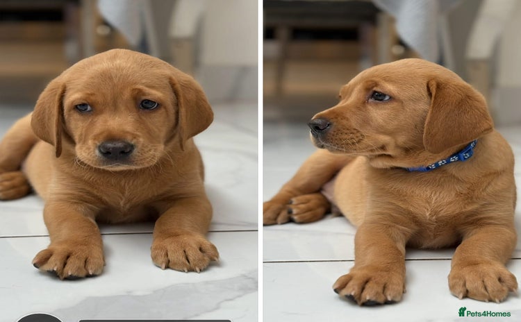 Labrador Retriever dogs in Tamworth - Advert 1