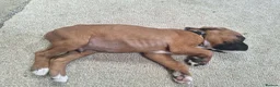 Boxer dogs for sale: Boxer puppies kc registered 5 star council licence - Advert 10