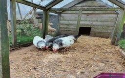 Chickens poultry for sale: Two trios of bantams  - Image 4