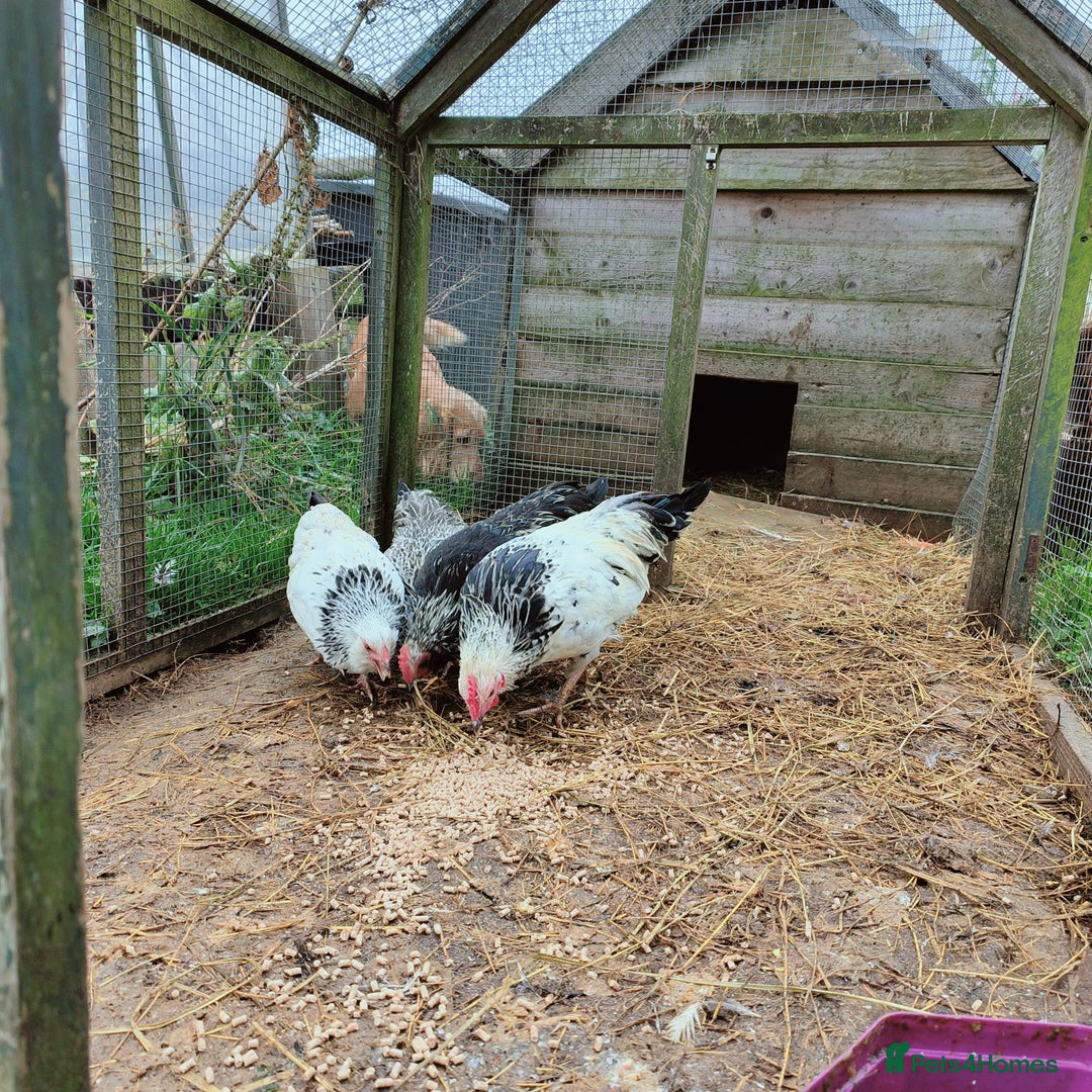 Chickens poultry for sale: Two trios of bantams  - Image 4