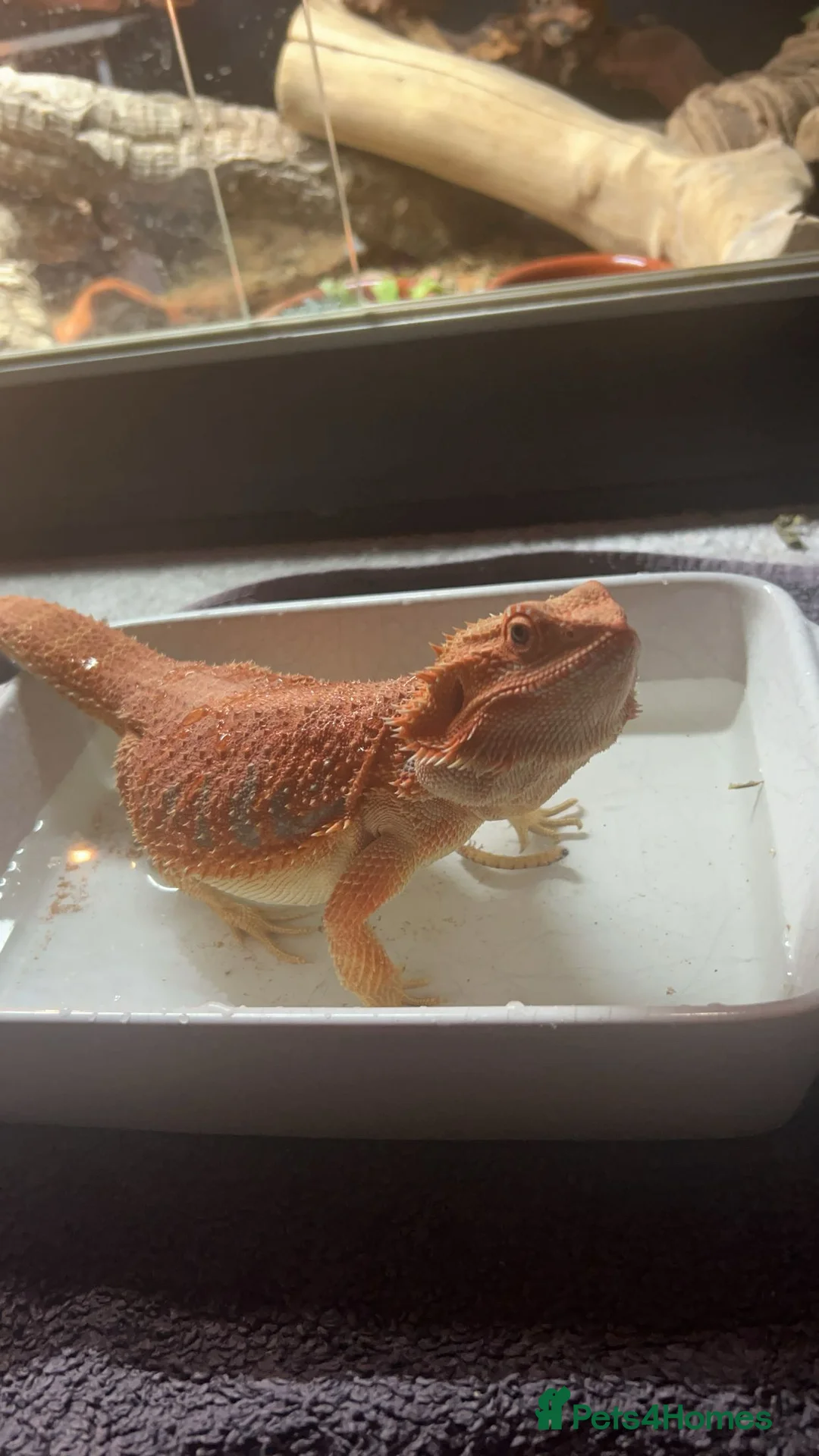Bearded Dragon reptiles for sale: Red bearded dragon for sale with full set up - Advert 1