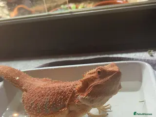 Bearded Dragon reptiles Red bearded dragon for sale with full set up - Advert 1