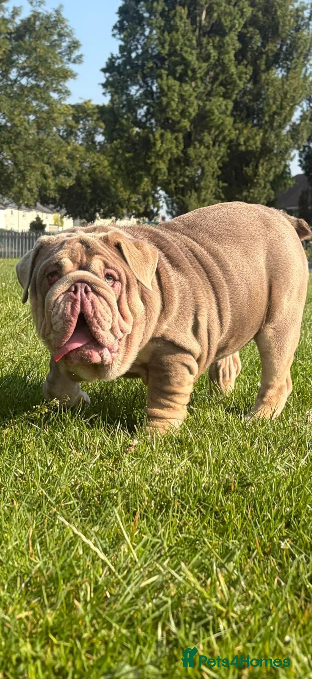 English Bulldog dogs for sale: British Bulldog Lilac & Tan Male in Great Yarmouth - Advert 1