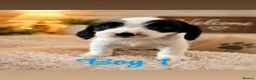 Cocker Spaniel dogs for sale: Beautiful Cocker Spaniel Puppies 🐶 - Advert 7