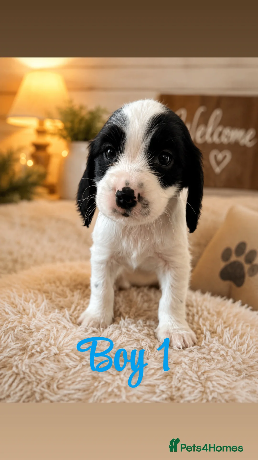 Cocker Spaniel dogs for sale: Beautiful Cocker Spaniel Puppies 🐶 - Advert 7
