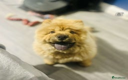 Chow Chow dogs for sale: 4 month old chow chow male  - Image 3