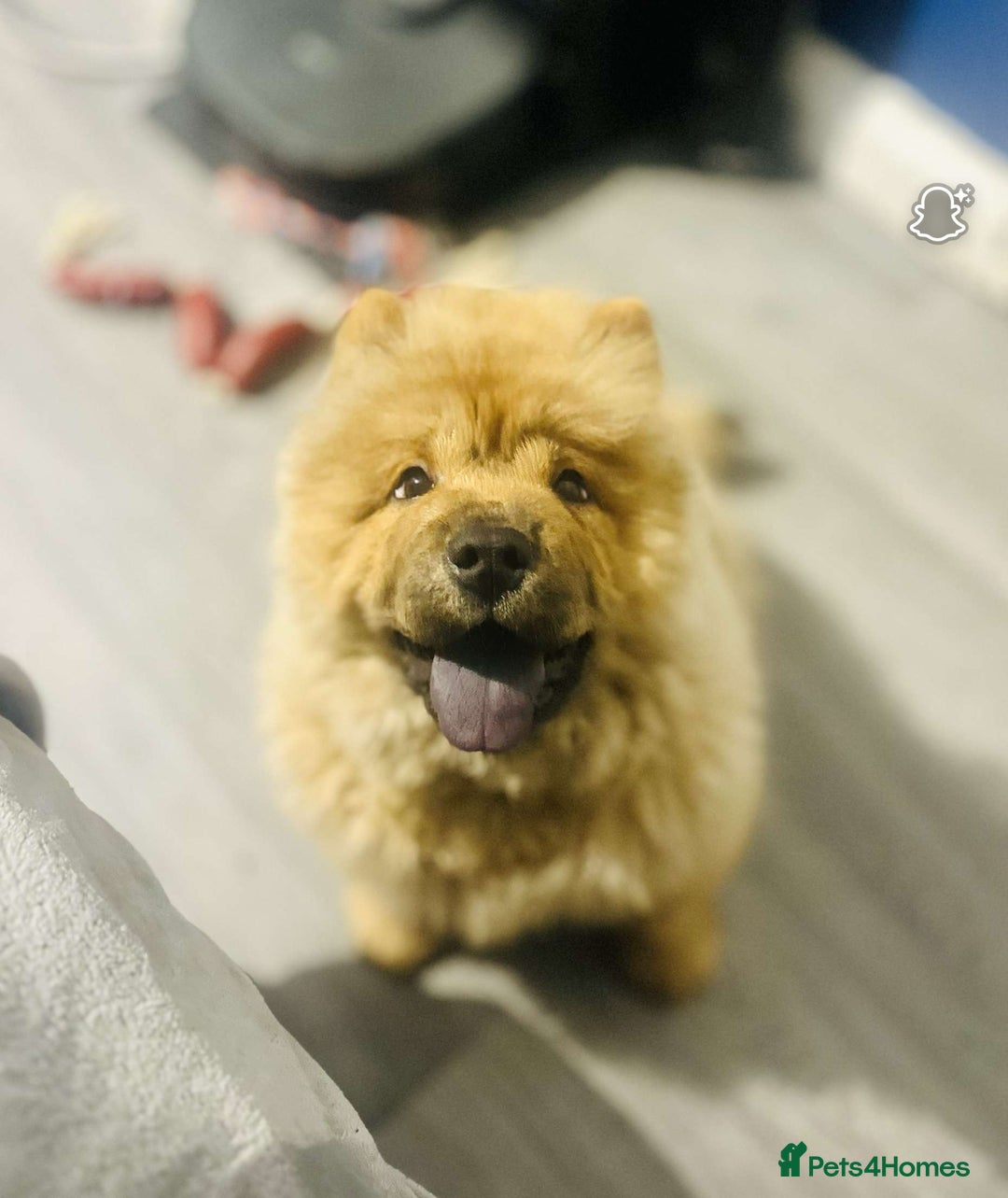 Chow Chow dogs for sale: 4 month old chow chow male  - Image 3