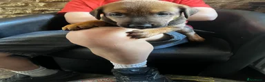 Mixed Breed 4