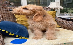 Irish Doodle dogs for sale: F1 Standard Irish Doodle Puppies  - Image 11