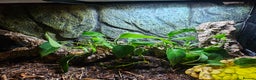Corn Snake reptiles for sale: Corn Snake and Full Setup  - Advert 4