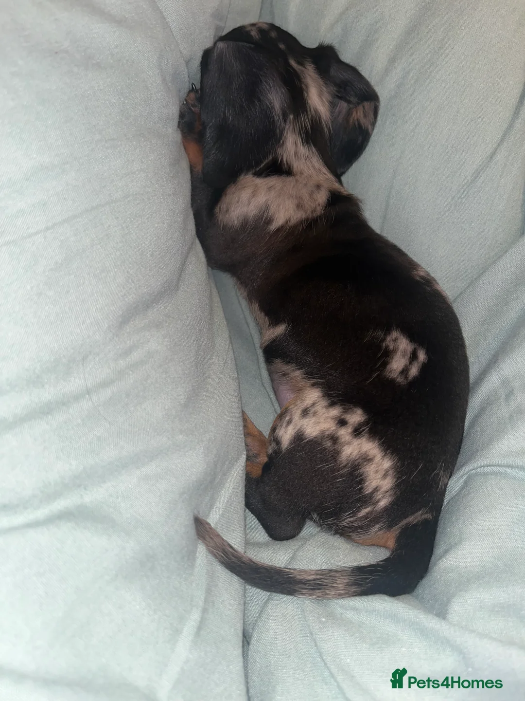 Miniature Dachshund dogs for sale: Miniature dachsund - Advert 2