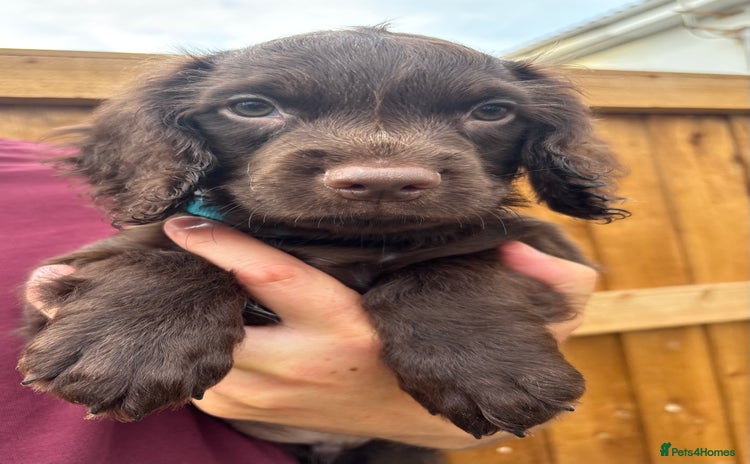 Sprocker dogs in Chelmsford - Advert 2