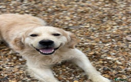 Golden Retriever dogs for sale: Fantastic litter of golden retriever puppies - Image 5