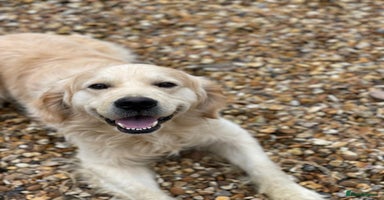 Golden Retriever dogs Fantastic litter of golden retriever puppies - Advert 3