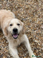 Golden Retriever dogs Fantastic litter of golden retriever puppies - Advert 1