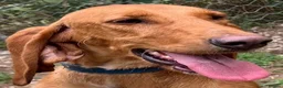 Mixed Breed dogs for adoption: Rubia in Penryn - Advert 12