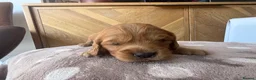 Cavapoo dogs for sale: Beautiful apricot cavapoos PRICE REDUCED £1900 - Advert 14