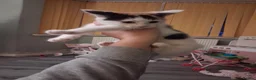 Mixed Breed cats for sale: 2 lovely calico girls in Manchester - Advert 8