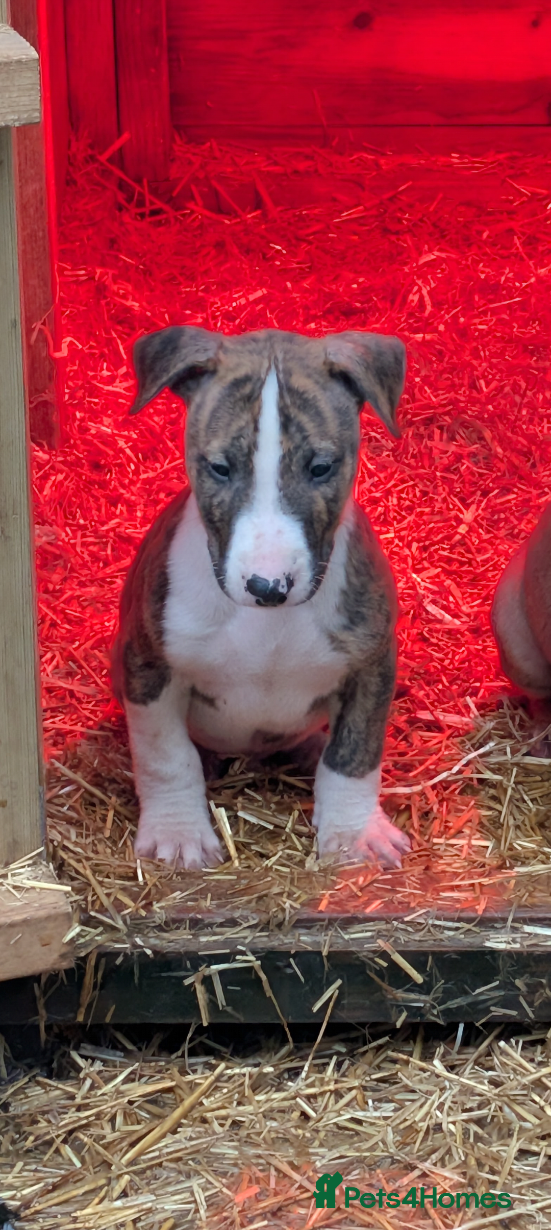 English Bull Terrier dogs for sale: Working line English bull terriers  - Advert 7