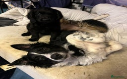 Border Collie dogs for adoption: Meet LOKI !  He desperately needs a Loving Home ! - Image 5