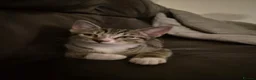 British Shorthair cats for sale: Kittens - Advert 8
