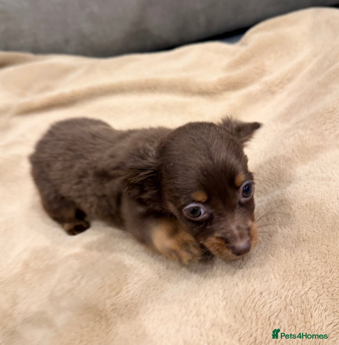 Mixed Breed dogs for sale: Mini Dachshund–Pomchi Pups - Advert 13
