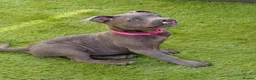 Staffordshire Bull Terrier dogs for sale: Beautiful Blue Staffordshire Bull Terrier Pup - Advert 4